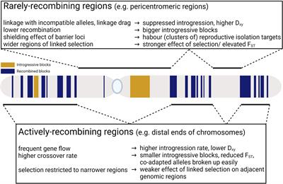 The role of recombination landscape in species hybridisation and speciation